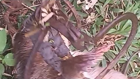 cách nhận biết khu vực có chồn