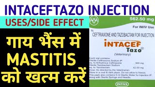 Veterinary Medicine- IntacefTazo lnjection/Mastitis Injection/ पशुओं में किन रोगों में काम करता है