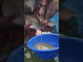 27Kg Big Katol Fish Breeding System🐟 #shorts