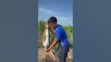 Câu cá tra sông lên hàng khủng cám R3. #camr1 #camr2 #camr3 #catrasong #caucatra #caucatrasong