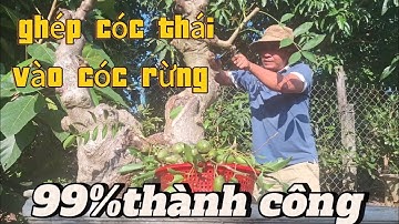 @ghép cóc thái vào cóc rừng, thành công 99%