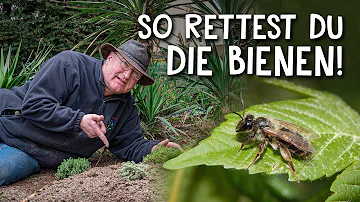 Was tun gegen Erdbienen im Garten?