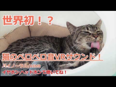 世界初！？猫のペロペロ音のVRサウンド！バイノーラル/ASMR～ Cat licking sound Bainaural/ASMR～#猫#保護猫#cats＃bainaural＃ASMR