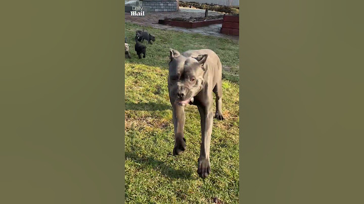 Dad tries to escape puppies