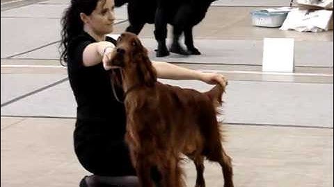 Karmino Made Mistyrious Ways .CACIB Vln 2012.03.10-11