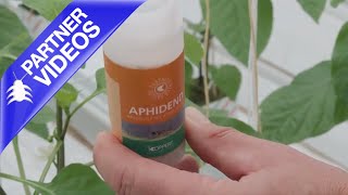 How to Use Koppert Aphidend