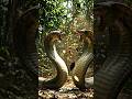 🐍⚔️ An intense snake battle you won't believe! Who will stop them#SnakeBattle #Wildlife #ViralShorts