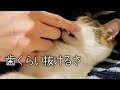 ヤマトの歯が抜けていたので大丈夫か確認…