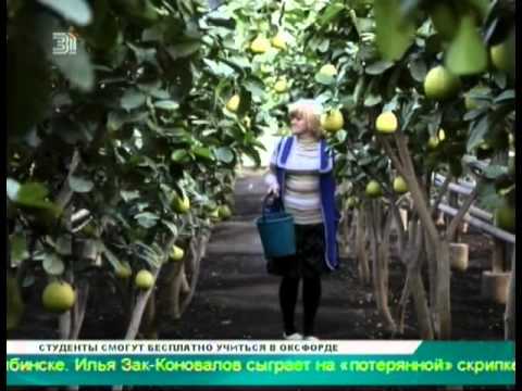 В Магнитогорске выращивают уникальные лимоны  Сок цитрусовых используют в российской косметологии