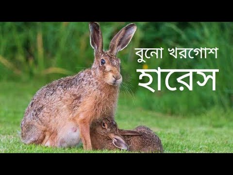 ভিডিও: এখানে কি বুনো লোপ কানের খরগোশ আছে?