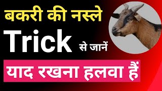 बकरी की नस्ले का नाम trick से जाने | Goat breed | bakri ki nasl trick se jane |