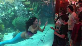 Mermaid Show - Silverton Casino Las Vegas