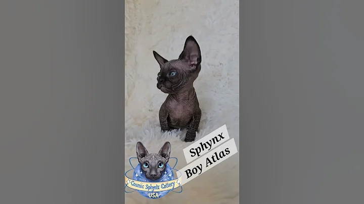 Video 10614951: sphynx kitty cat, sphynx cattery, sphynx boy