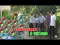 Trồng cherry ở Việt Nam, mô hình mới nhiều tiềm năng
