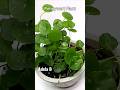 How to Grow Pennywort Plant #shorts #youtubeshorts