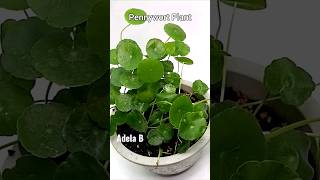 How to Grow Pennywort Plant #shorts #youtubeshorts