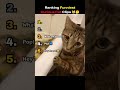 Ranking BEST Curious Cat Clips #shorts #funny