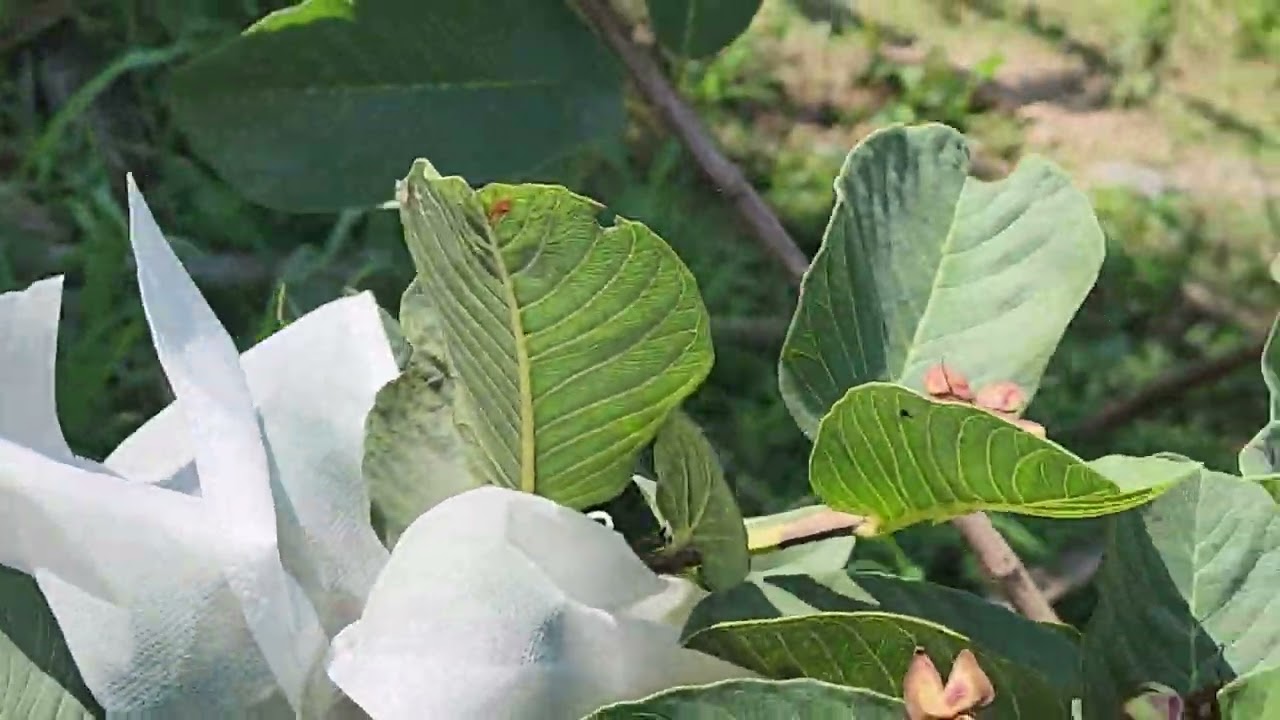 ฝรั่งหงเป่าซือ...ออกผลสะพรั่งเต็มต้น...ที่บ้านสวนเกษตรบอสวัน อ.ธาตุพนม จ.นครพนม