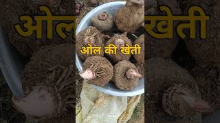 ओल की खेती #farming #reels