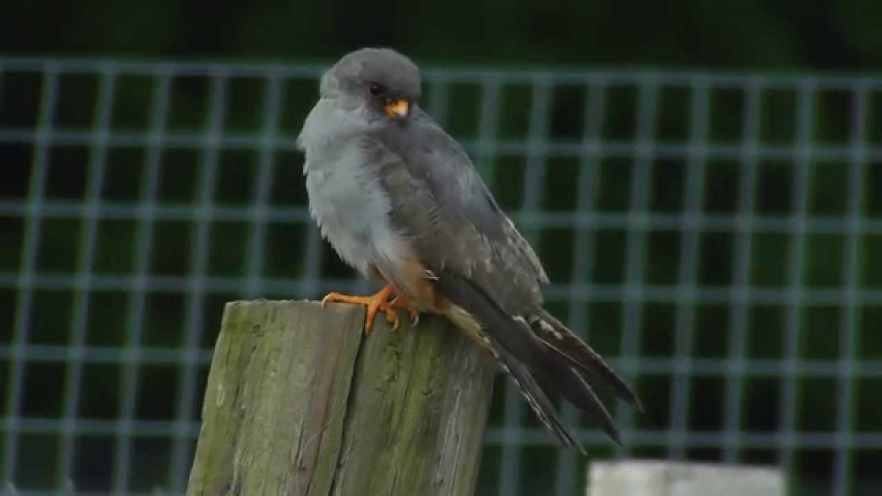 Red-footed Falcon & Black Redstart 