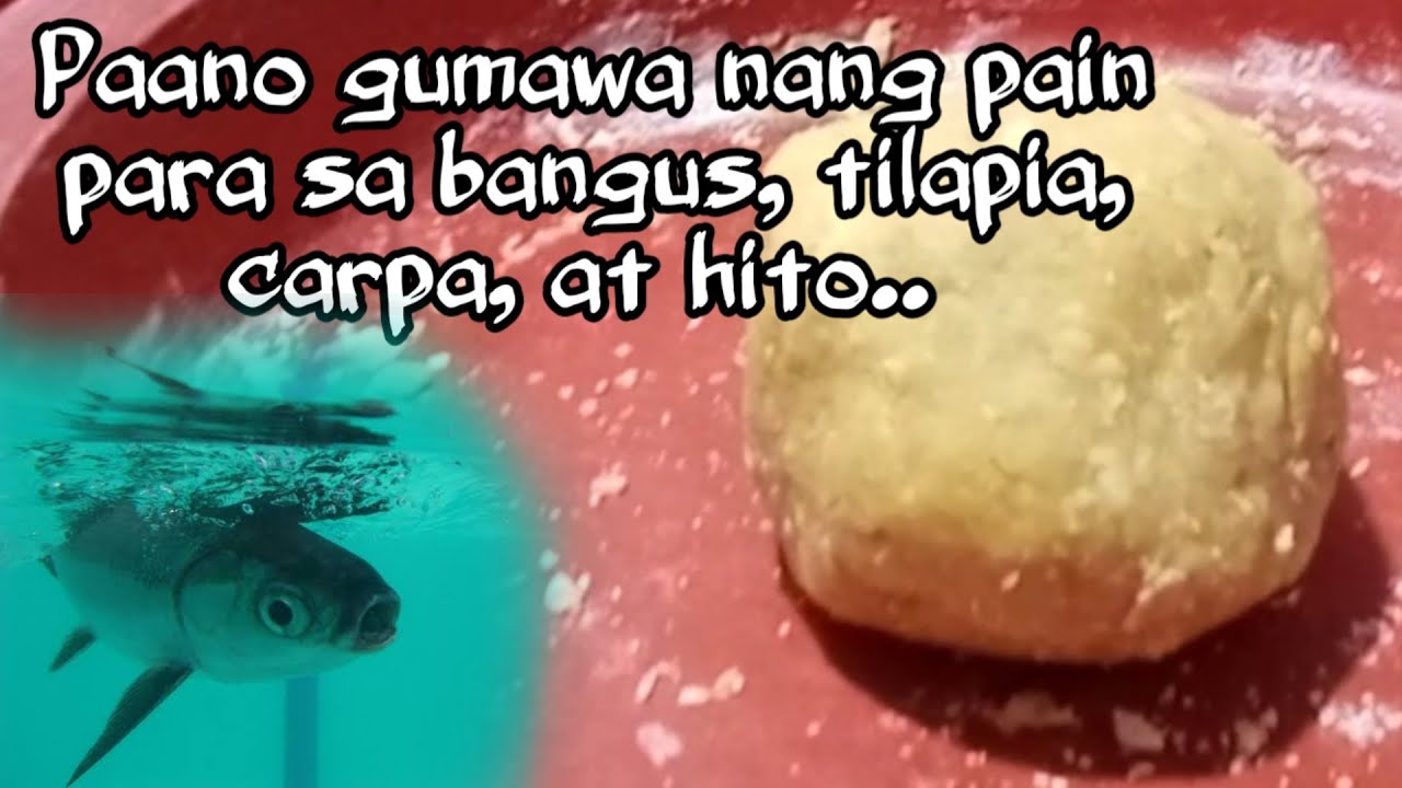 BEST NA PAIN PARA SA BANGUS, TILAPIA, AT KARPA