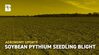 Soybean Pythium Seedling Blight | Beck’s Agronomy Update