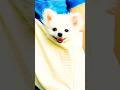 Very cute pomeranian puppies cow viral aqibali kite cat.s shorts