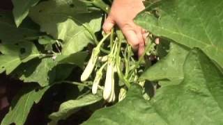 Eggplants: When to Harvest