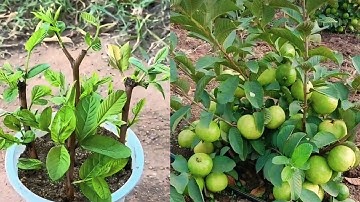 How To Propagate Guava Trees From Cutting Faster With Aloe Vera And Coca Cola, growing guava trees