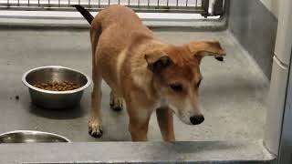 acs A687065 A687066 A687067 A687068