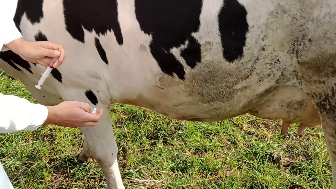 Blood sampling technique in cows відбору крові у врх YouTube