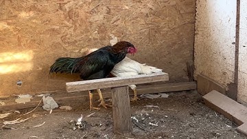 Qaib nyab laj yeej tsi taus hais Cali.