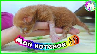 Новый питомец Мой котенок Нашли на улице / Как вырастить новорожденного котенка / Вместе с Машей Новый питомец Мой котенок Нашли на улице / Как вырастить новорожденного котенка / Вместе с Машей