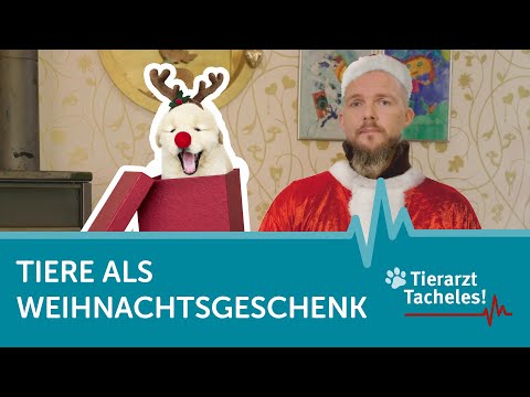 Tiere als Weihnachtsgeschenk | Tierarzt Tacheles mit Sebastian Goßmann-Jonigkeit | ZooRoyal