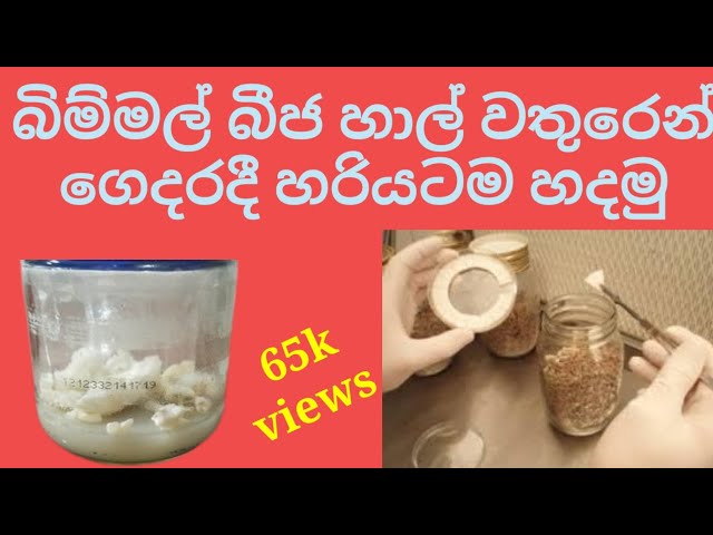 බිම්මල් බීජ  නිවසේදීම හාල් වතුරෙන් හදා ගමු.