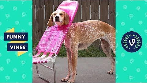 Funny ANIMAL FAILS Compilation 2018 - ❤Best Animal Videos | Funny Vines