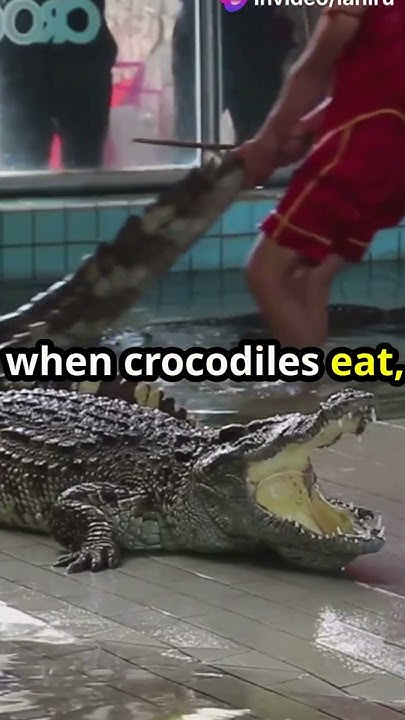 Weird Things About Crocodiles That Will Blow Your Mind#shorts - YouTube