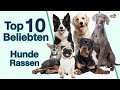 Top 10 beliebteste Hunderassen | Welche Hunde sind die beliebtesten in Deutschland?