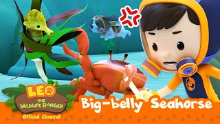 Hands off the SEAHORSE! | Big-belly Seahorse | Leo the Wildlife Ranger | #compilation