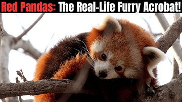 Red Pandas - The Real Life Furry Acrobat!
