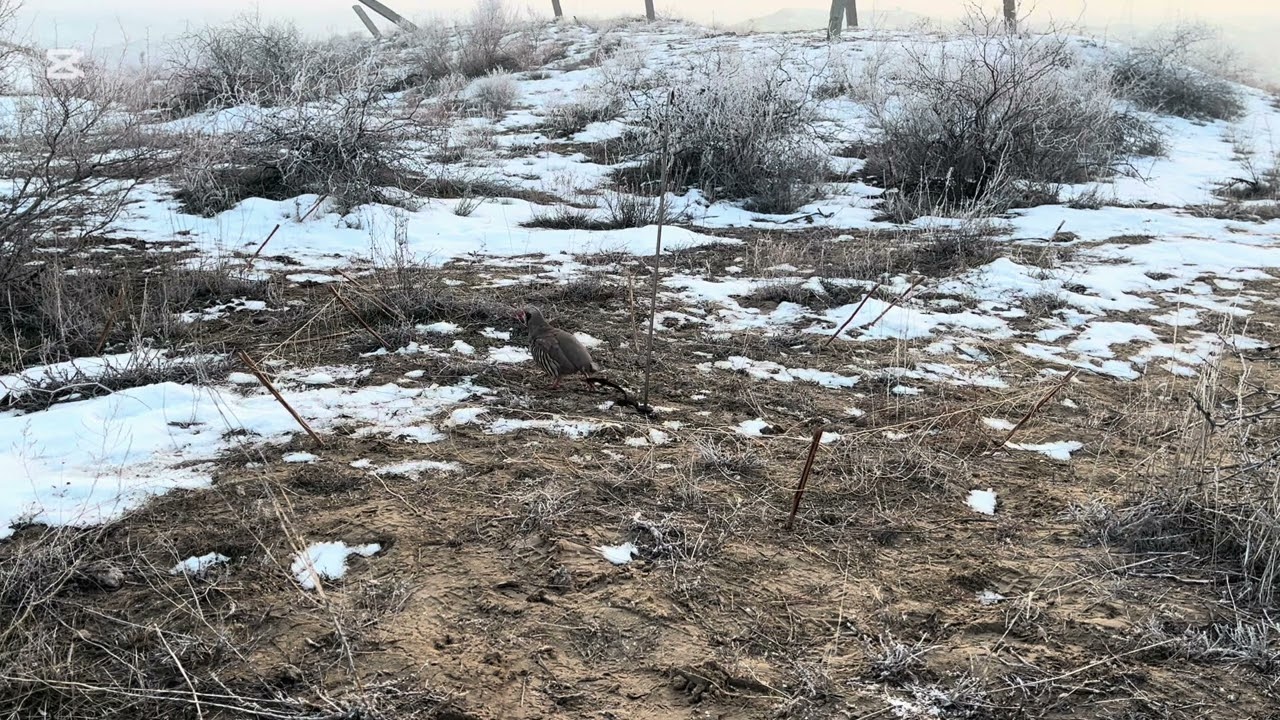 Охота на кеклика