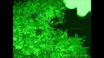 Pard DS35 Day Night Scope Victoria 02/12/2022