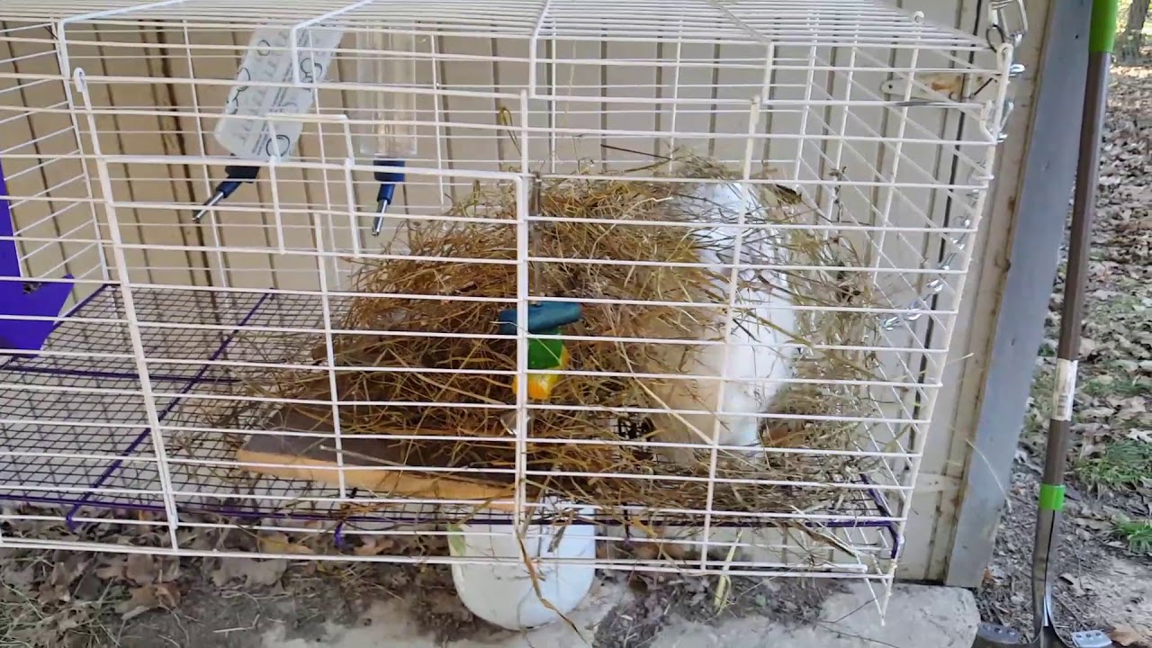 Rabbits and Winter preparation 
