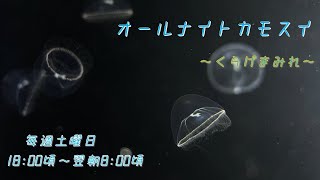 オールナイトカモスイ　～くらげまみれ～ #207　ワタゲクラゲ