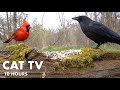 Cardinals, Ravens and Red Squirrels in the Forest - 10 Hour Video for Pets and People - May 03, 2024
