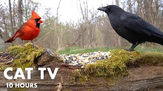 Cardinals, Ravens and Red Squirrels in the Forest  10 Hour Video for Pets and People  May 03, 2024