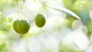 最高級、本物の国産エキストラバージンオリーブオイルの正体＆皆既月食