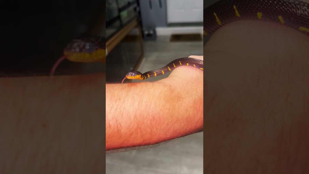 Baby mangrove snake in blue 💙 #reptiles #pets #snake #baby #mangrove #fyp #wildlife #uk #viral