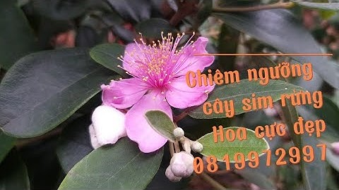 Cây sim rừng, Sẵn sáng ship cho khách mỗi ngày