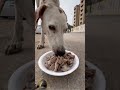 1 comment = 1 food🙏. #minivlog